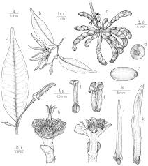 Image result for Xylopia katangensis