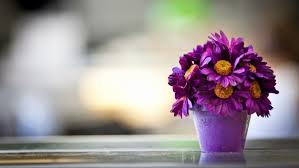 Check spelling or type a new query. Free Flower Hd Wallpaper Flower Hd Wallpaper Download Wallpaperuse 1