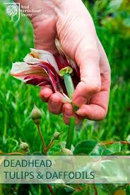 Grafting christmas cactus on dragon fruit cactus. Deadhead Tulips And Daffodils Now Is The Time Garden Celebration Plants Container Flowers Daffodils