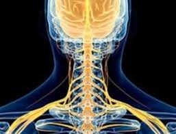 Une hernie discale molle pouvant disparaître spontanément dans les 3 mois, il n'y a pas d'indication à proposer une intervention pendant cette période sauf en cas de. Nevralgie Cervico Brachiale Definitions Causes Symptomes Lesmauxdedos
