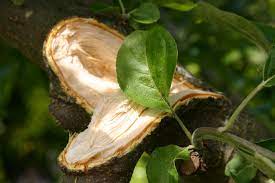 The branches of apples and other trees can suffer damage as a result of a severe storm, strong winds, accidental mechanical injury or for other reasons. How Do I Treat A Wound Where A Branch Broke Off My Apple Tree Gardening Landscaping Stack Exchange
