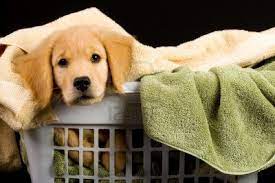 Donate Your Old Linen To The Spca Morethanthecurve