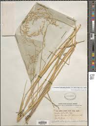 Image result for Triraphis schinzii