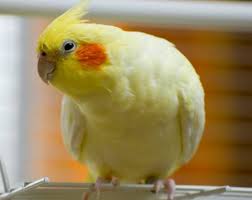 Eva Aguilar McNamee (@evamcnameeauthor) • Instagram photos and videos