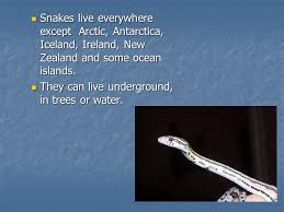 Image result for snakes in new zealand