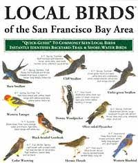 The best foods to attract birds to your backyard seeds, staples of backyard bird feeding, come in a sometimes confusing variety. National Geographic Backyard Guide To The Birds Of North America