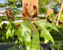 Image result for Platycerium stemaria