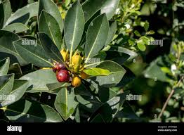 Image result for Ficus obliqua
