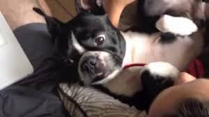 Check spelling or type a new query. Boston Boxer Boxer Boston Terrier Mix Info Pictures Personality Facts