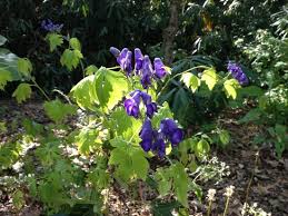 New england flowers by month. Display Board About New England Ecoregions Picture Of New England Wild Flower Society Garden In The Woods Framingham Tripadvisor