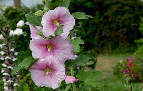 Hollyhocks (alcea rosea) are perennial flowers. Hollyhocks Far Traveling Flowers Mymotherlode Com