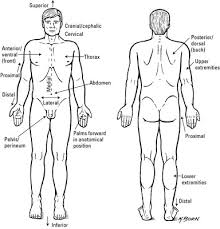 Clinical Anatomy Terms To Describe The Eight Body Regions