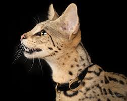 Our cats have silky coat and shedding less then other breeds. Savannah Cat Size Diet Temperament Price