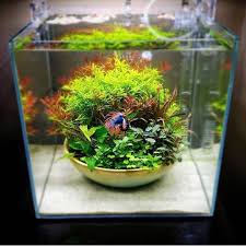Aquarium Hobby On Instagram Who Thought A Betta Tank Could Be This Nice Photo From Glassgroveaqua In 2020 Fish Tank Themes Tropical Fish Tanks Cool Fish Tanks