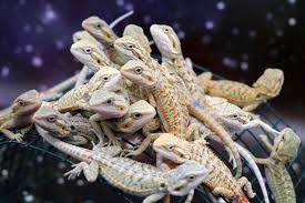 Baby Black Bearded Dragon For Sale Baby Bearded Dragons For Sale Beardeddragons Zerobeardeddragons Hypotrans Baby Bearded Dragon Bearded Dragon Pet Dragon