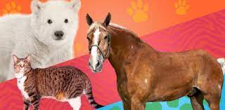 Buzzfeed staff if you get 8/10 on this random knowledge quiz, you know a thing or two how much totally random knowledge do you have? Animal Trivia Quiz Can You Identify Mammals Proprofs Quiz
