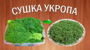 что можно сушить в сушилке для фруктов и овощей Kak Kachestvenno Sushit Ukrop Sushenaya Zelen Travy Pripravy Sushi Sushka Trav Sushilka