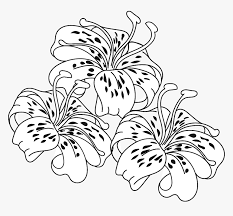 Select from 35919 printable crafts of cartoons, nature, animals, bible and many more. Free Lily Coloring Page Hd Png Download Kindpng