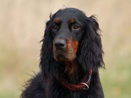 Check spelling or type a new query. Irish Setter Price Temperament Life Span