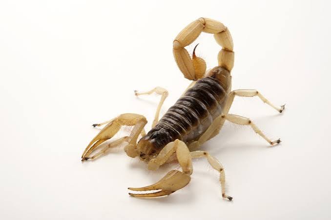 Scorpions | National Geographic