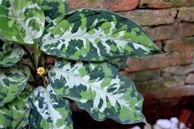 Aglaonema Pictum Tricolor Variegated Plants Plants Plant Leaves