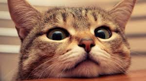 Kedi Sesi Kedi Ses Efekti Youtube