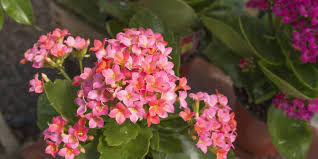 Image result for Kalanchoe