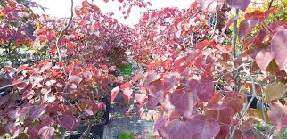 Grow it in full sun, sheltered from drying winds, if possible. Cercis Eastern Weeping Redbud Canadian Redbud Judas Tree Ruby Falls Cercis Canadensis Ruby Falls Leguminosae Sms Marmara Group