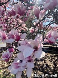 The saucer magnolia (magnolia x soulangeana) in the period of flowering is one of the more imposing beauty plants can enjoy the flower lover, thanks to the size, shape, color and abundance of its flowers. Plant Profile Chinese Saucer Magnolia By Claudia Winslett Bygl