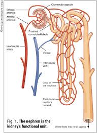Image result for Renal Function
