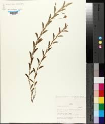 Image result for Chamaecrista fenarolii