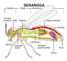 Fandy Blog Respirasi Pada Insecta Serangga