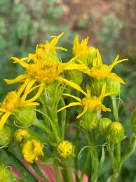 Image result for Senecio ruwenzoriensis