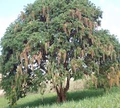 Image result for Hagenia abyssinica