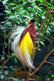 Papua New Guinea Bird Of Paradise Images Hardship Of Existence In 2020 Birds Of Paradise Bird Parrots Art