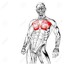 Check spelling or type a new query. Conceptual 3d Chest Anatomy Muscle Isolated On White Background Royalty Free Cliparts Vectors And Stock Illustration Image 51819689