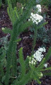 Image result for Selago coerulea