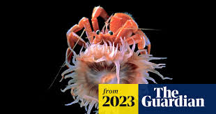 Image result for Aneilema nicholsonii