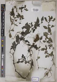 Image result for Dyschoriste radicans