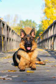 Find & download free graphic resources for schaferhunde. Willkommen Schaferstunde Deutscher Schaferhund Welpen Deutscher Schaferhund Deutsch Schaferhunde