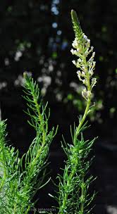 Image result for Hebenstretia dentata