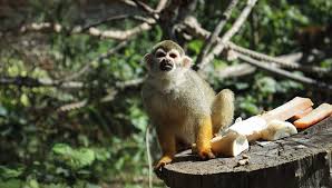 We did not find results for: Squirrel Monkey Breeds Facts And All Information A Z