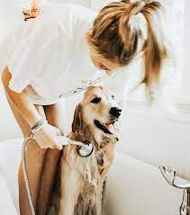 Ce Qu Il Ne Faut Surtout Pas Faire Avec Son Animal En Cas De Fortes Chaleurs Elle Be