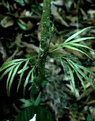 Image result for Pleopeltis  × simiana