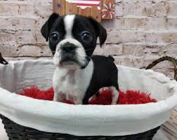 The happy woofer (m & d kennel) is family owned and would like to take a moment to introduce ourselves. Boggle Puppies Pittsburgh Pa Petland Robinson