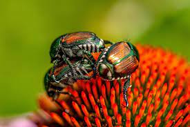 Japanese Beetles Lewis Ginter Botanical Garden Japanese Beetles Lewis Ginter Botanical Garden Japanese Beetle Grubs