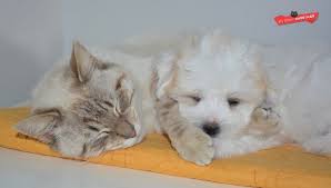 Enter coupon code youtube for a free trial subscription with unlimited access to hundreds of how to groom do. Are British Shorthair Cats Good With Dogs My British Shorthair