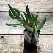 Image result for Carpobrotus