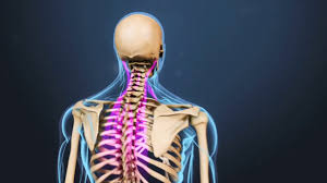 It consists of seven vertebrae. Neck Strain Causes And Remedies