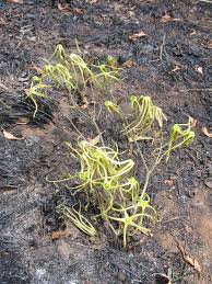 Image result for Trochomeria macrocarpa